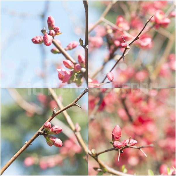 Flowers Photography. Set of 4 photos. Size: 5x5" (12cmx12cm)