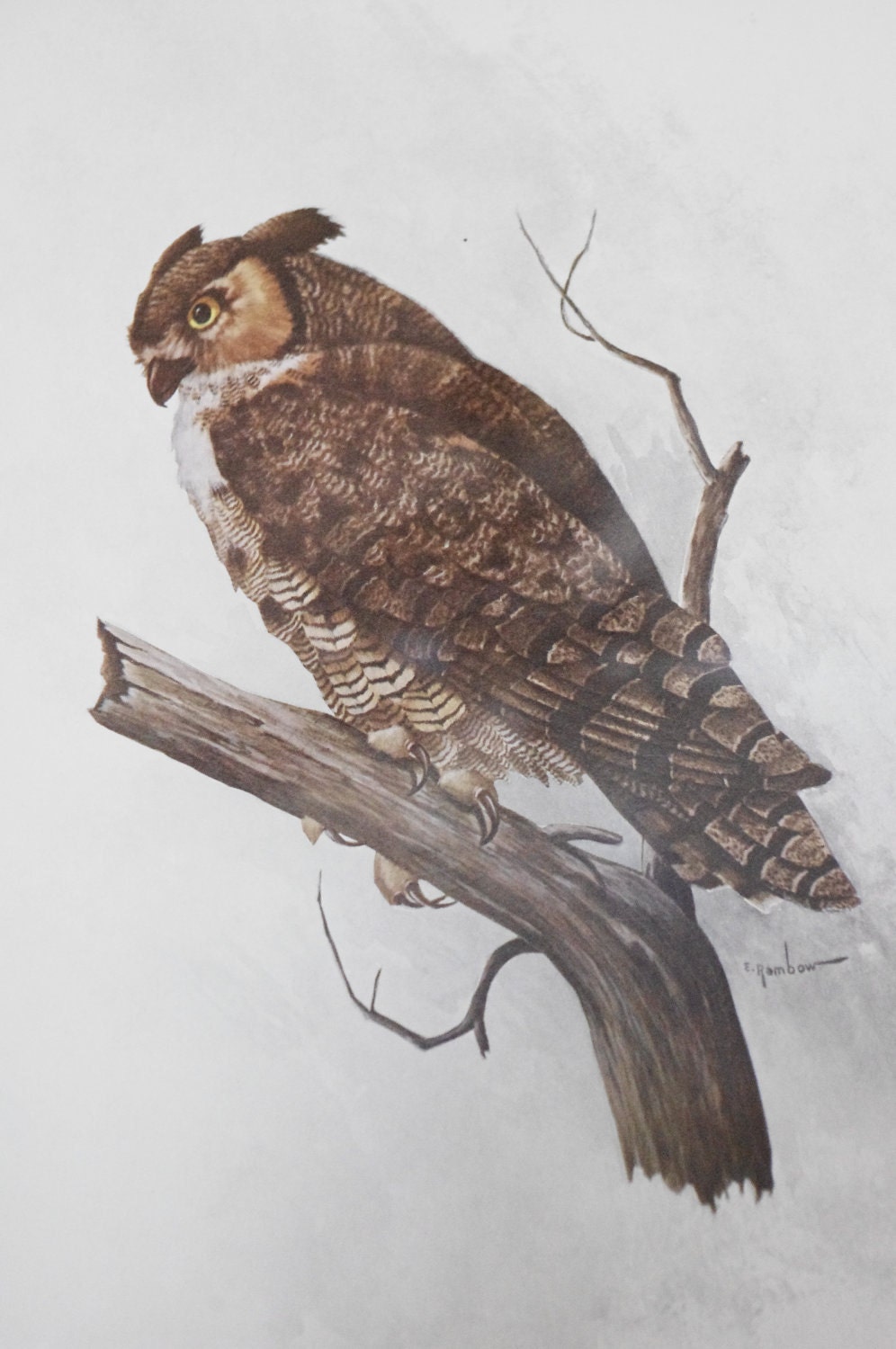Vintage Owl Print in Wooden Frame - Home Decor - Man Cave - Wall Hanging - Harry Potter - Cottage Style - Natural History - Halloween