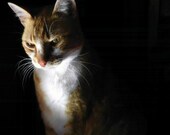 Orange Tabby Cat Photo, Cat Silhouette, Feline Kitty Photograph, Adorable, Animal Lovers,  5 x 7 Fine Art Print