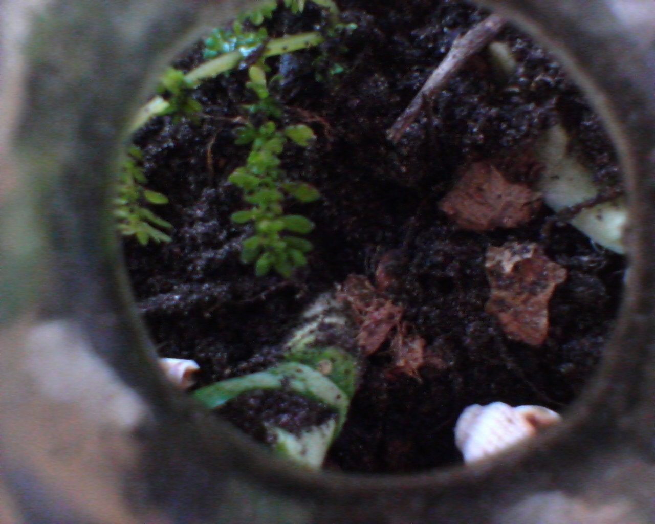 Patron glass bottle terrarium / fairy garden   plants & succulents kit included