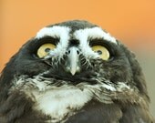 Wildlife Photography Owl Photograph Fine Art Canvas or Photo Paper Print Owl Print 8x10 or 8x12, tribal