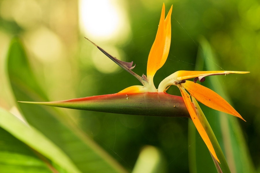 Spring Ptogography, Bird of Paradise Flower Photo Paper of Photo Canvas Fine Art Macro Closeup 8x10 or 8x12, Spring Fresh