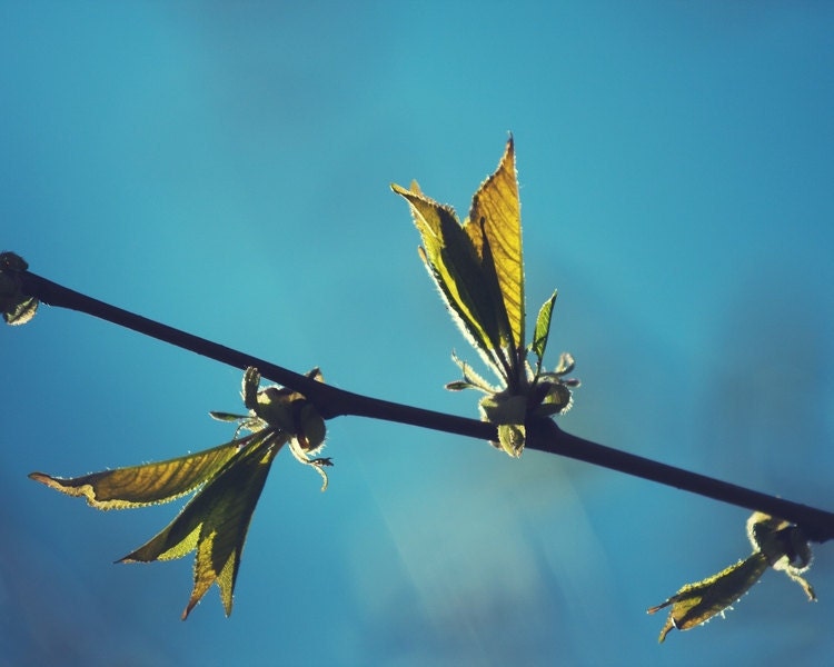 Spring Photography, Nature Photography, Leaves Cherry Tree Photo Print, Botanical Photo, Light Teal Blue and Green 8x12 or 8x10