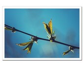 Fine Art Photography, Nature Photography, Leaves Cherry Tree Photo Print, Botanical Branch Photo, Light Teal Blue and Green 8x12 or 8x10 - stoevvalentin