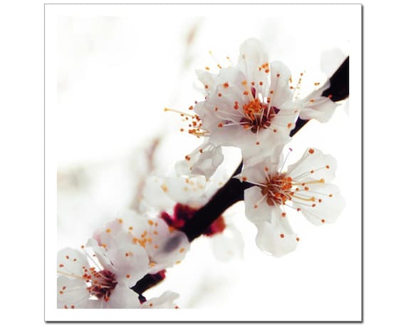 Nostalgic Flower Photography, Fine art print, Apricot Tree Blossom, Woodland Whimsy Print 8x8, oxblood