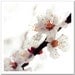 Nostalgic Flower Photography, Fine art print, Apricot Tree Blossom, Woodland Whimsy Print 8x8, oxblood