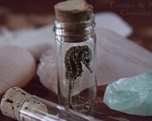 Natural History Collection, No 009.  Quartz, calcite, feather, agate, seahorse, seashells.