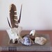 Natural History Collection, Number 003. Feather, Quills, Bone, Fossil, Seashell, Calcite.