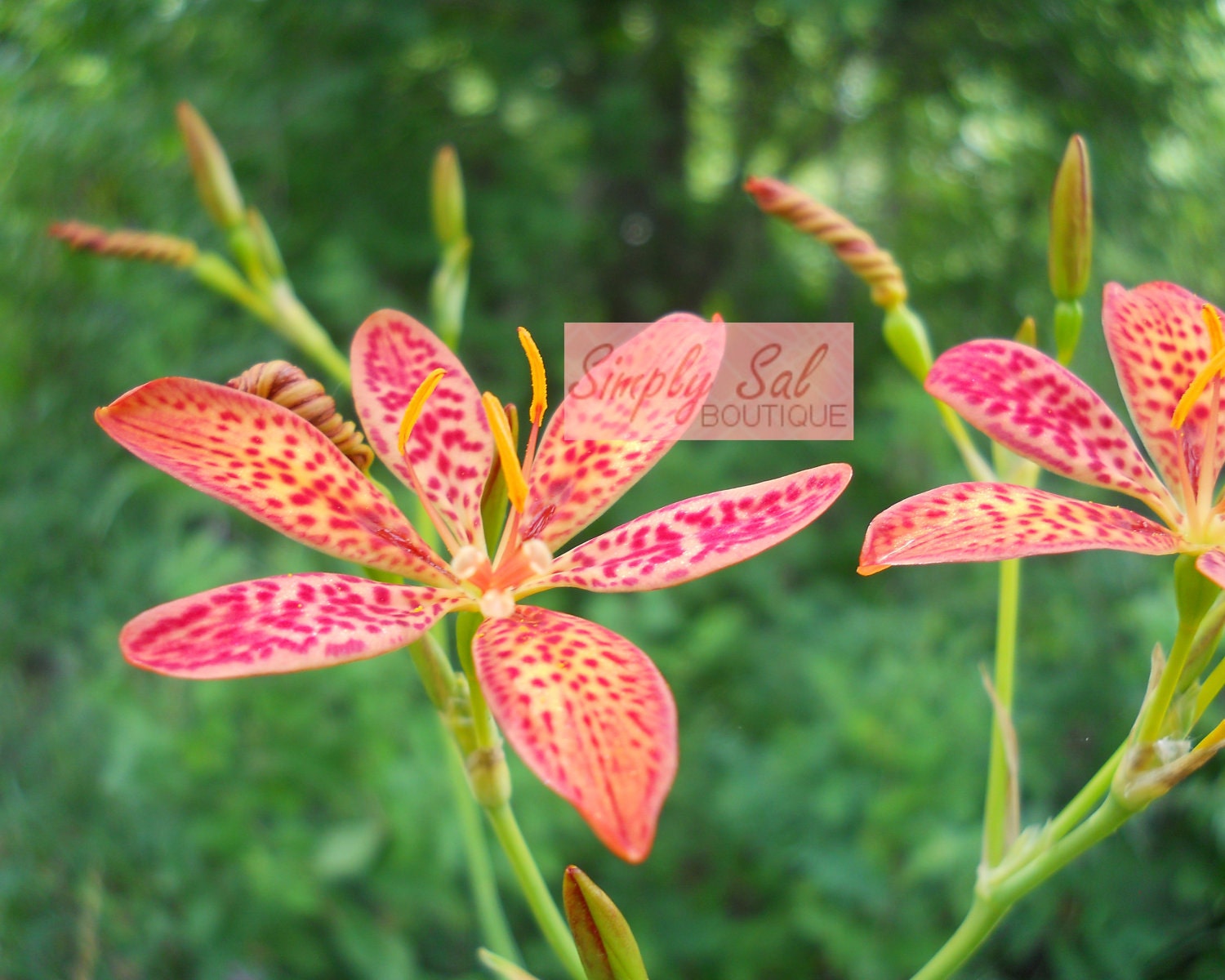 8x10 Print: Red Flower
