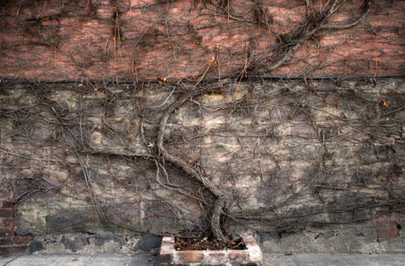 Vine Growing on Wall, Queens New York - TaoSorrento