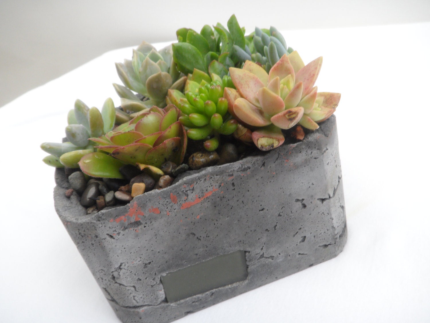 Succulent garden in handmade cement planter