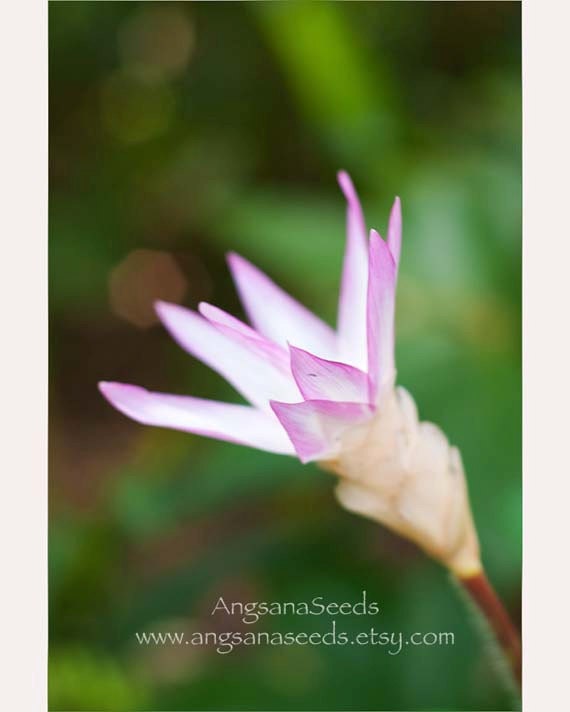 Pink Water lily photo, purple flower, Floral, Nursery decor, 8x12 print, Home decor, Botanical Art, Floral, Valentine's, Holiday gift