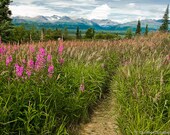 Denali Pathway, Alaska tall grass and flowers with mountains in the distance