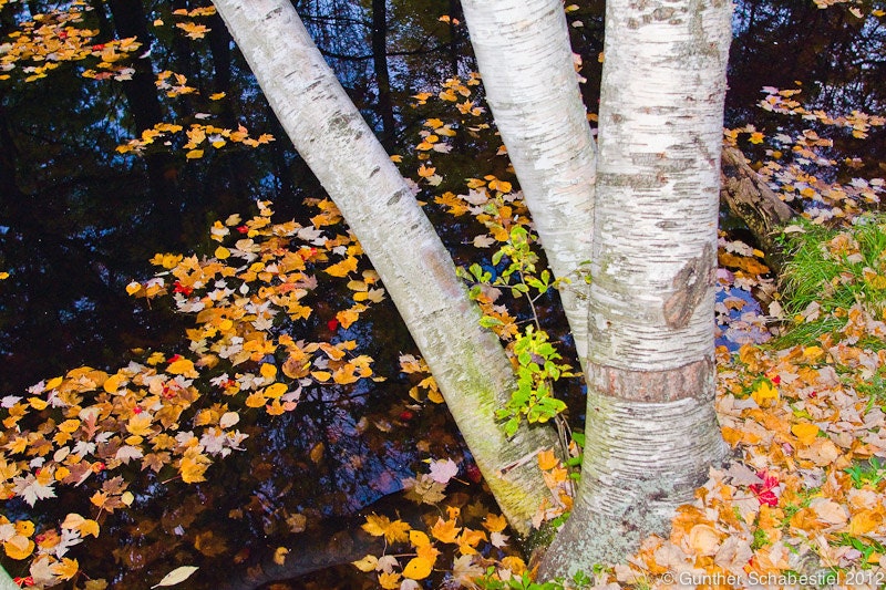 Fall colored leaves surround a Birch Tree, woodland photography print