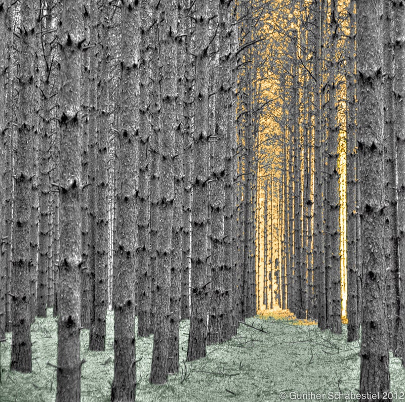 Pine Tree perspective custom tinted photography of trees with sun shinning thru.