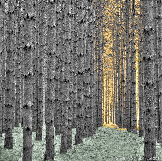 Pine Tree perspective custom tinted photography of trees with sun shinning thru.