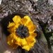 Yellow Feather Sunflower hair fascinator clip with lace