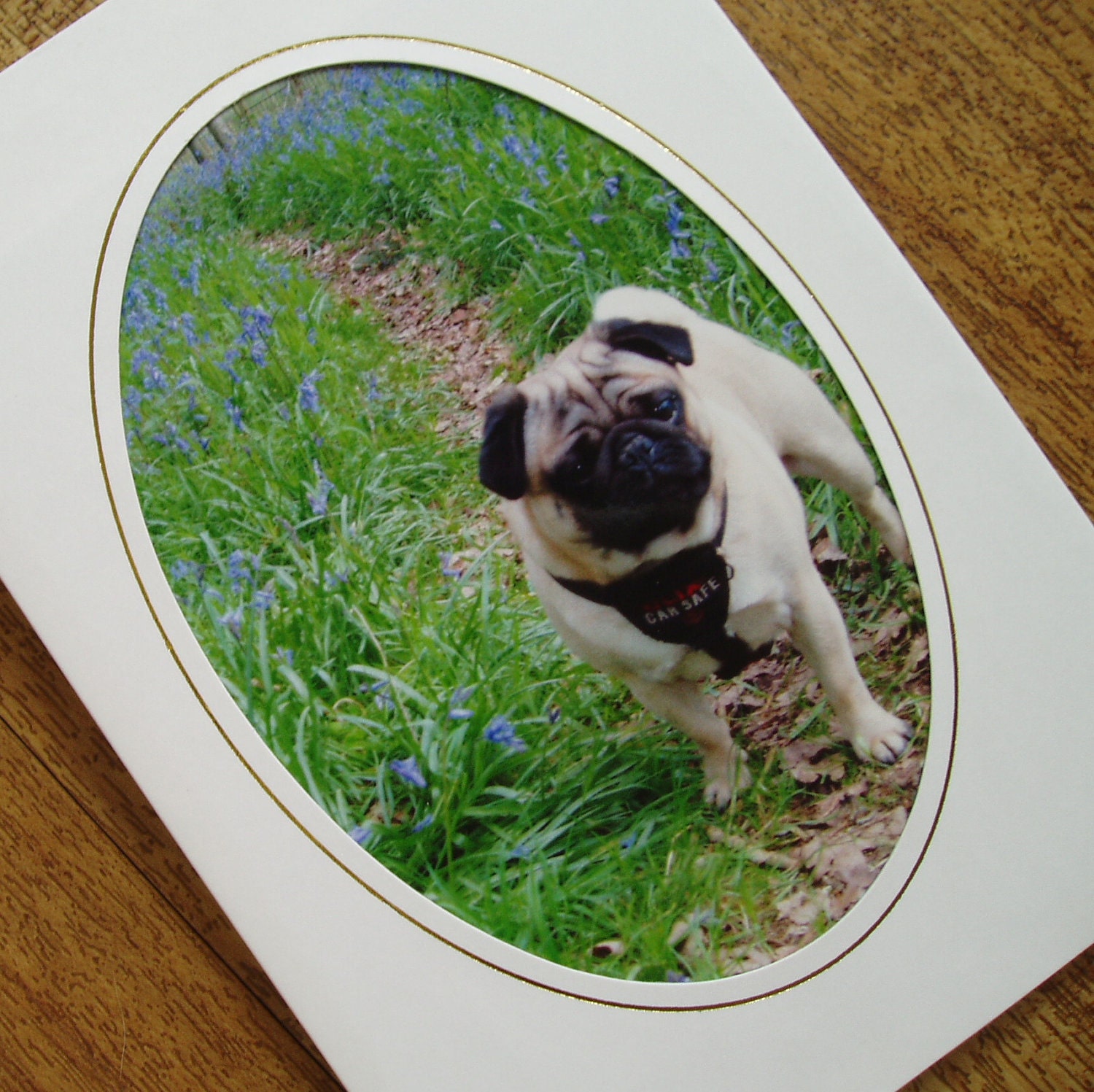 Pug in a Bluebell Wood card