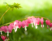 Bleeding Heart Photograph Photo  Macro Photography. Home Decor. Wall Art. Flower Photography.  Pink. Fine Art Nature Photography 8x10 Print