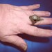 Raven Ring