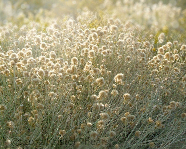 Beige Neutral Decor Photo -  Dreamy 8x10 Fine Art Photograph sage green Mono Lake white cream bushes grasses