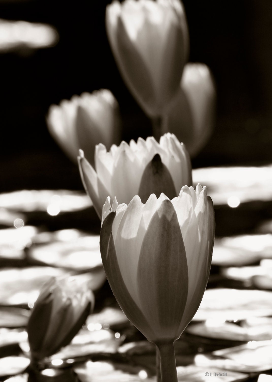 Water Lily's in the Sun - Black and White photography, photography, fine art photography, floral photography - WiMDesigns