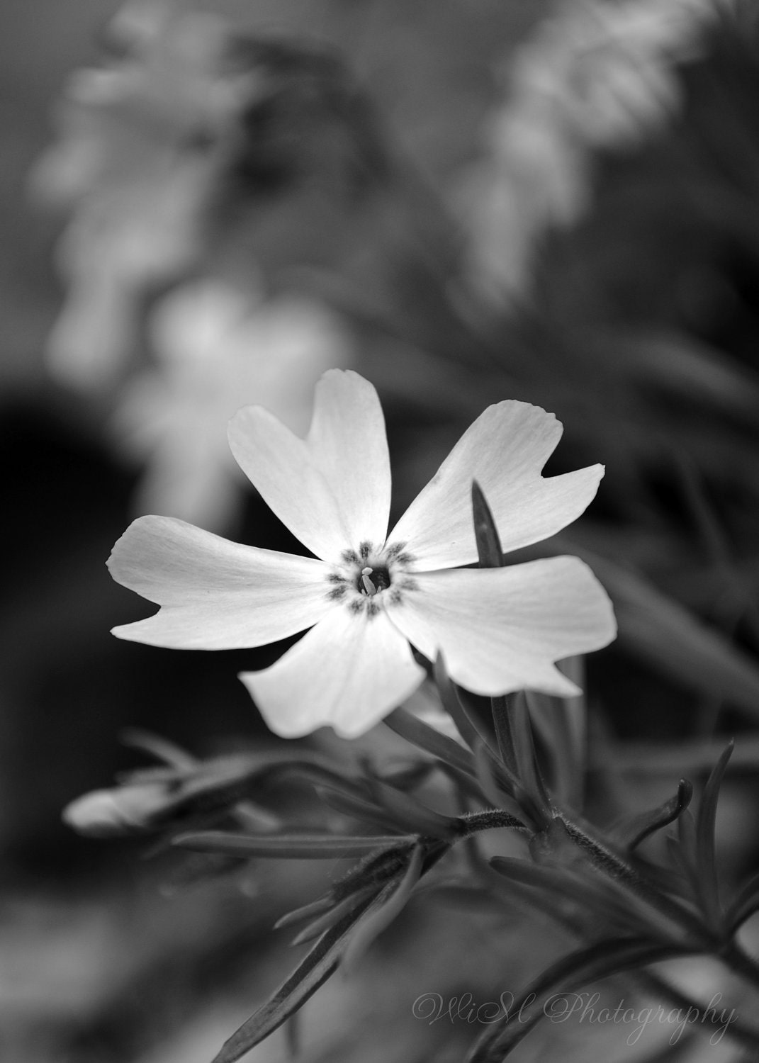 Macro Flower - black and white photo, flower photography, flower, garden, nature