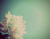 8x10 Dreamy Beautiful White Dark Seafoam Green Soft Flowers Sky Fine Art Photography Original Art Print - viesereine