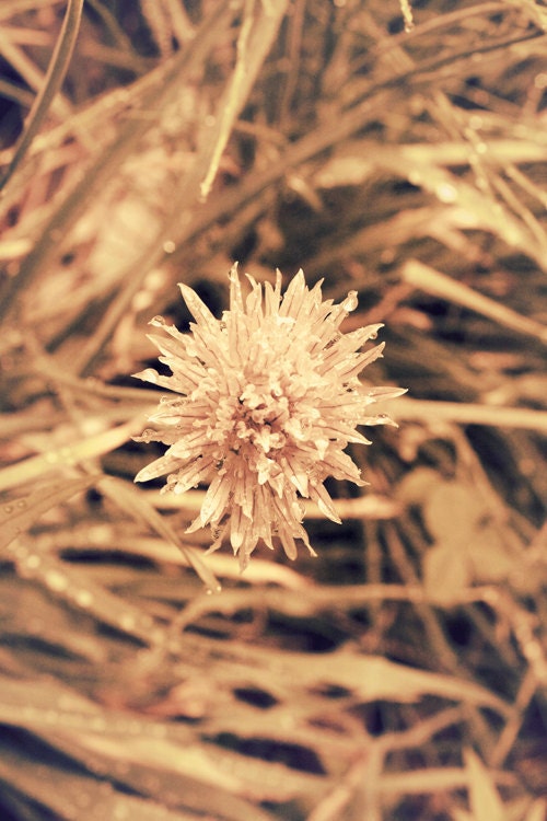 Explode - 8x10 Vintage Tones Flower Dewdrops Print