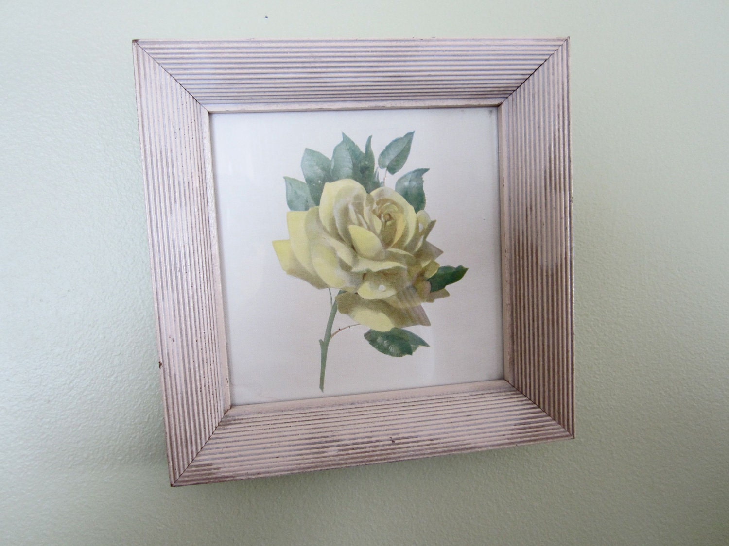 yellow cottage rose framed print