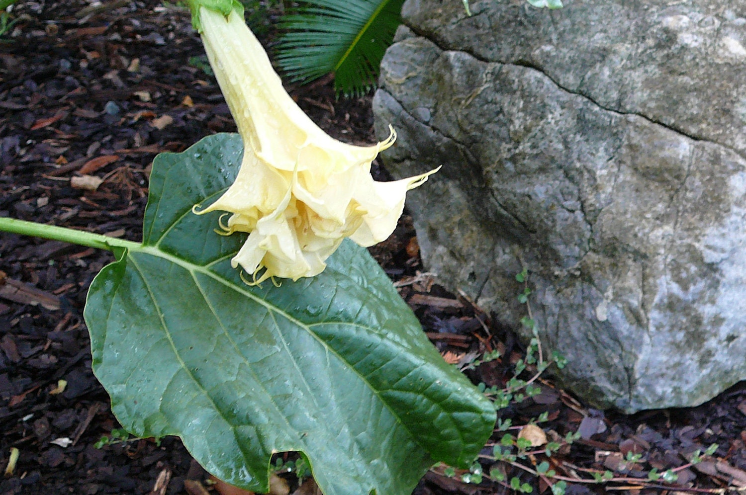 seeds for  Creamy yellow double Datura bush
