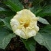 seeds for  Creamy yellow double Datura bush