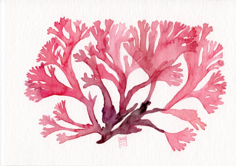 Reserved listing for Ana: Red Seaweed I... Original watercolor painting (5x7 inches)