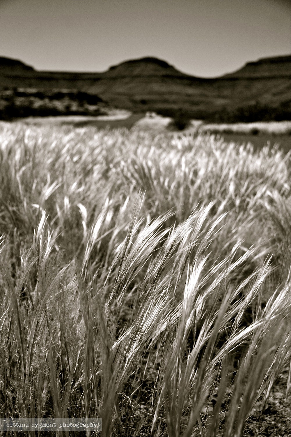 Namibian Fields of Gold - Fine Art Photograph, 8x12 (A4)