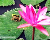 The Frog and the Water Lily - Fine Art Photograph, 8x12 (A4)