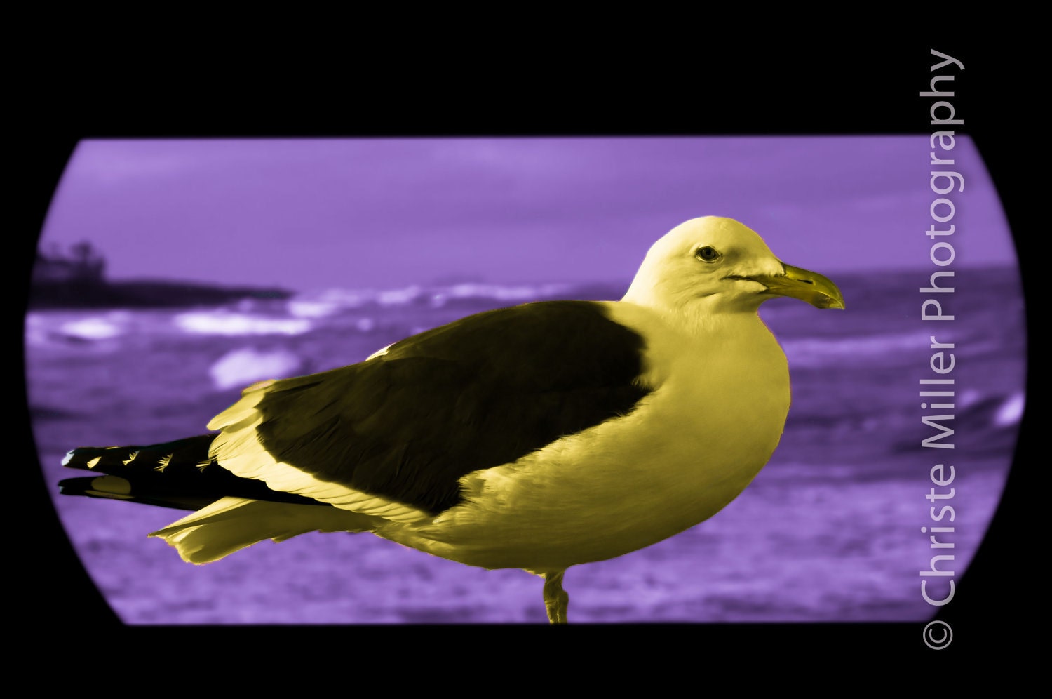 The Lesbian Seagull - A Purple Sea and Yellow Gold Seagull Photo 8x12 Print