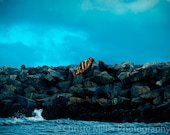 Welcome to the Jetty- Ocean Beach Photo Print 12x18