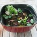 Miniature Koi Pond in Resin