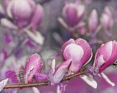 Flower photo, spring photo, spring time, Magnolia photo, purple 5x7"
