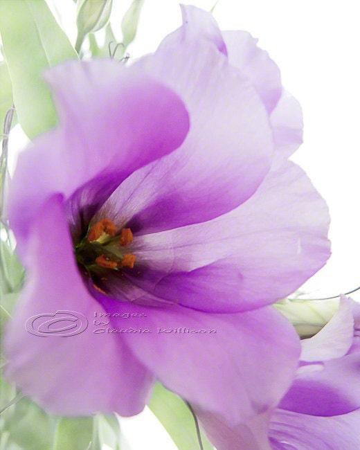 Flower Photo lysianthus purple dreaming spring time bloom 8x10"