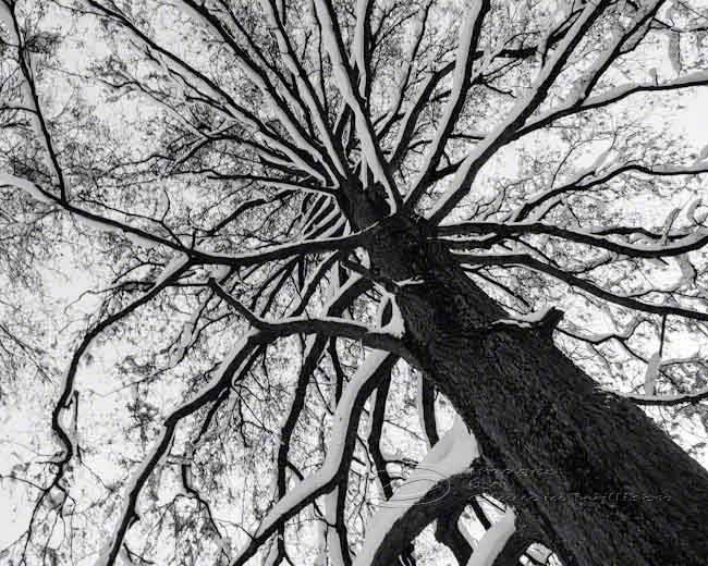 Tree Photo black & white abstract fine art print top 8x10"