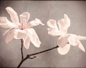 Flower photo white magnolia home decor big wall art 20x30" print