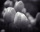 Tulip photo flower close up black & white raindrops 8x10" print
