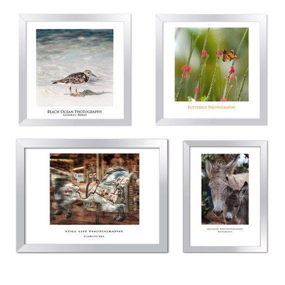 Animal photo set nursery decor print set butterfly horse bird donkey