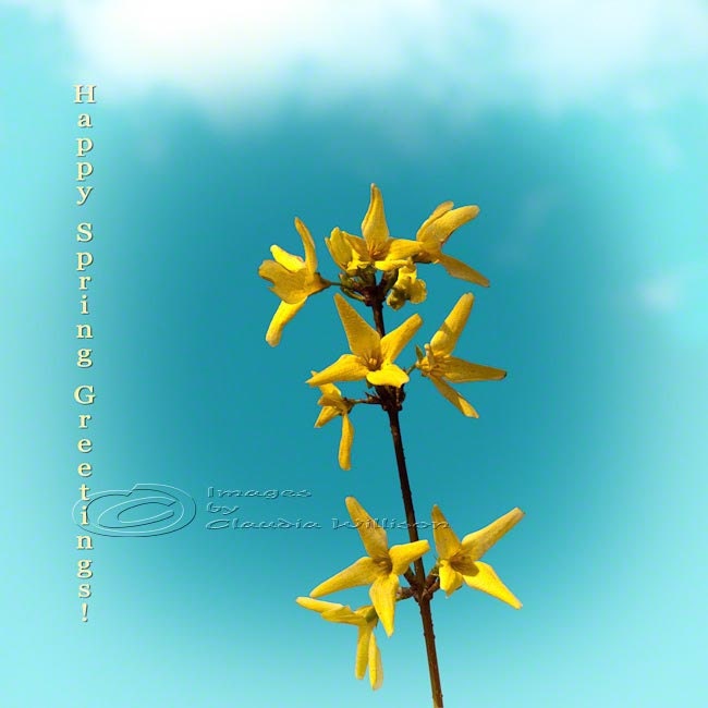 Flower photo, Spring Photo, forsythia photo, spring time, teal, yellow, 8x8"