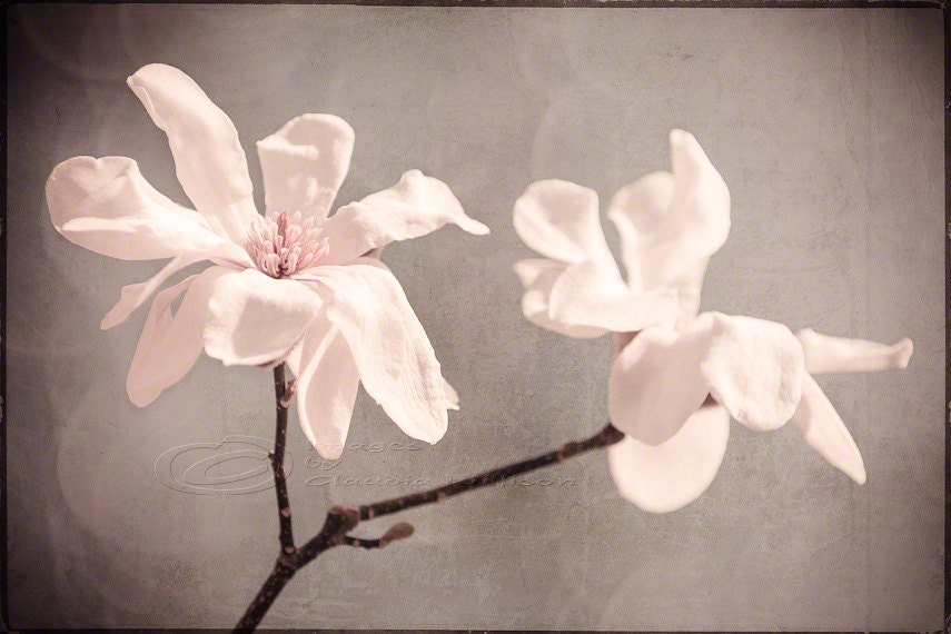 Flower photo white magnolia home decor big wall art 20x30" print