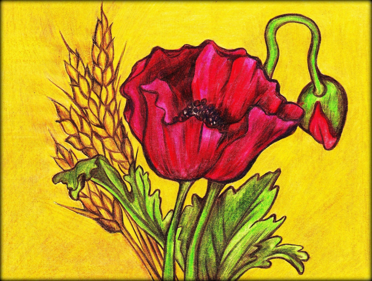 Items similar to Poppy Flower 8 X 10 Print Art Pencil Drawing