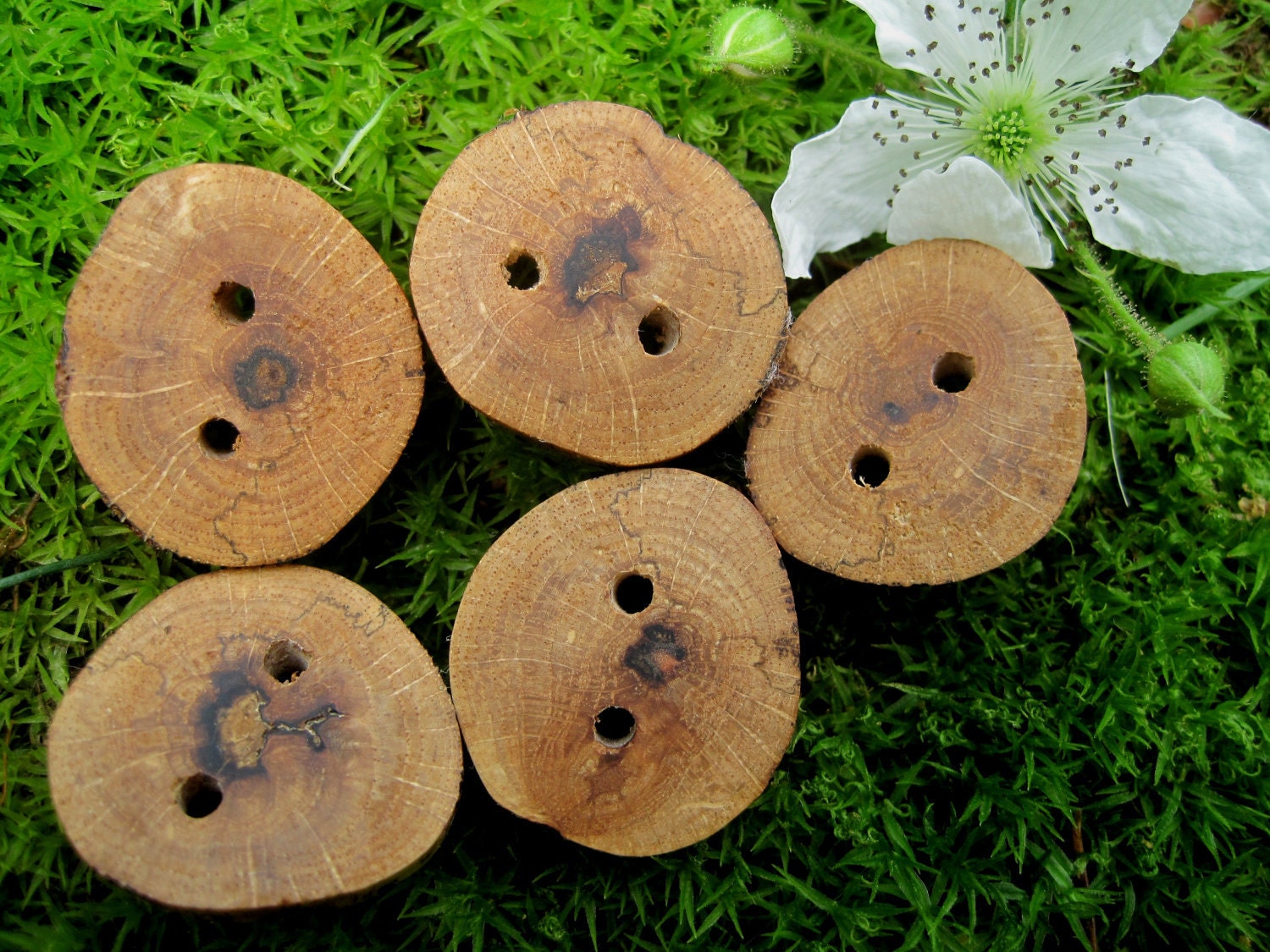 Red Oak Tree Branch Buttons. Perfect Accessory for Knitting, Crochet or Jewelry - Set of 5