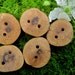 Red Oak Tree Branch Buttons. Perfect Accessory for Knitting, Crochet or Jewelry - Set of 5