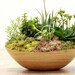 Another World Jurassic Woodland Centerpiece